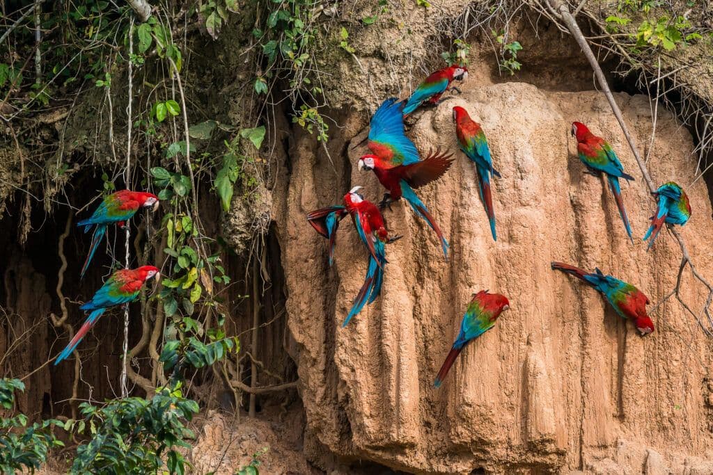 Why the Peruvian Amazon Is Perfect for Adventurers