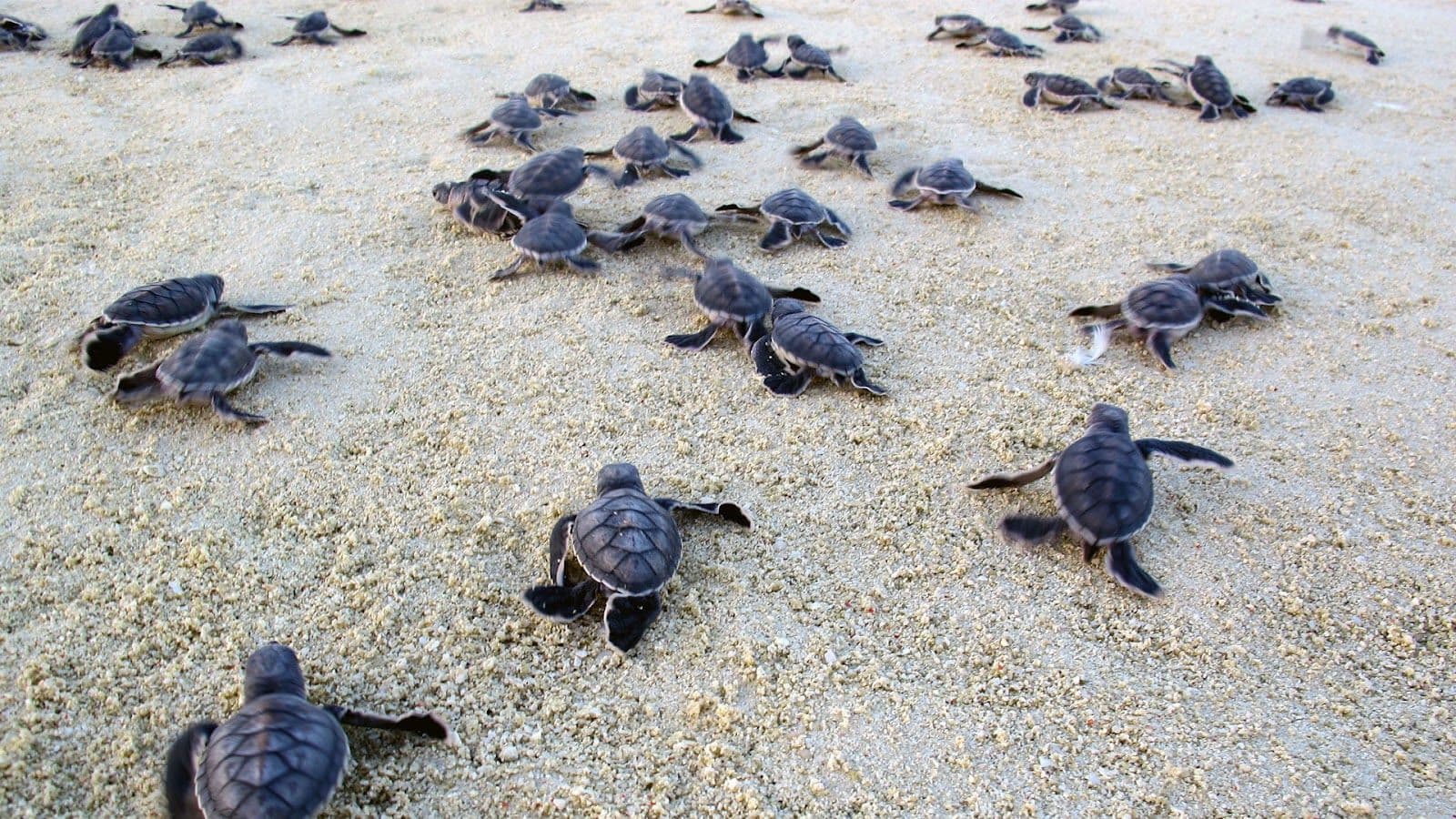 AI Travel Guide to Discover Australia’s Summer Wildlife