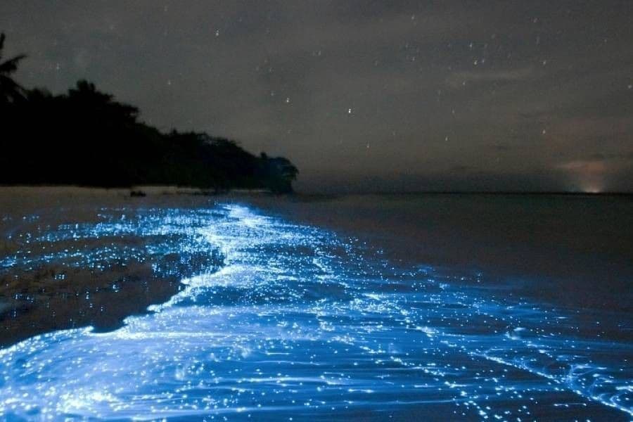 Mosquito Bay Vieques