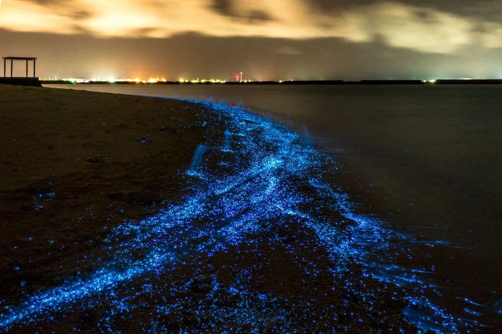 Top 10 Bioluminescent Beaches To Visit In 2025
