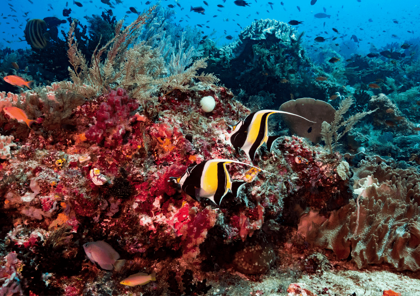 Raja Ampat, Indonesia