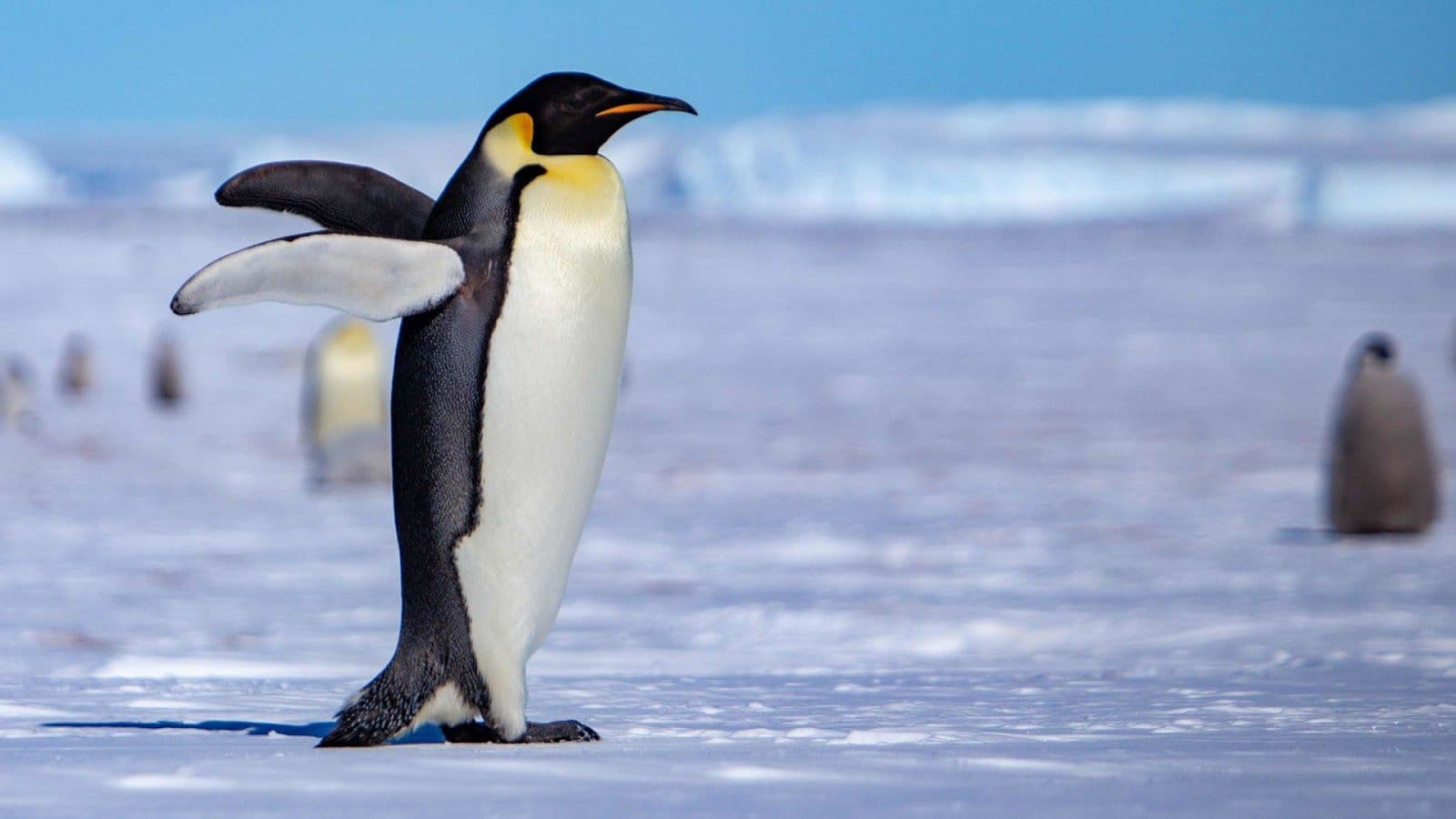 Antarctica's Iconic Wildlife: Nature’s Resilient Survivors