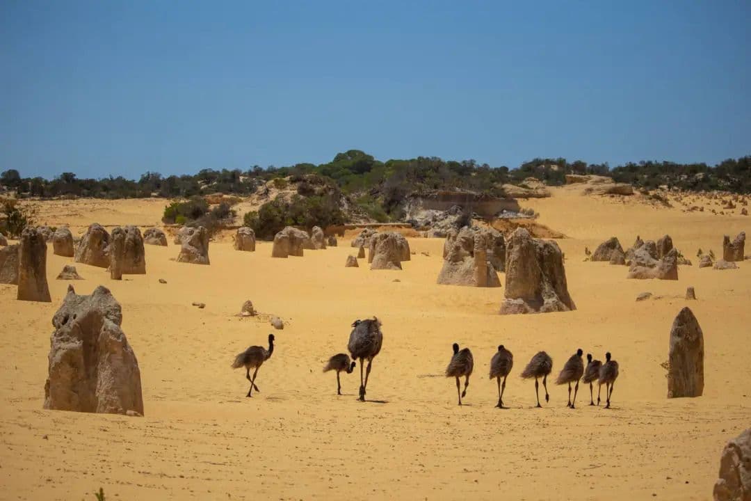 Wildlife Among The Stones: Nature In The Pinnacles Desert