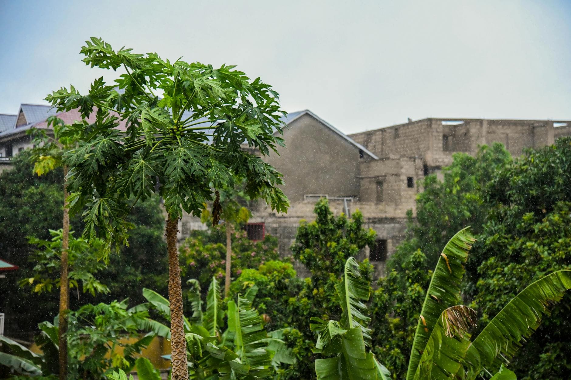 Lush green papaya trees and urban buildings in Kinshasa, Congo amidst rain.