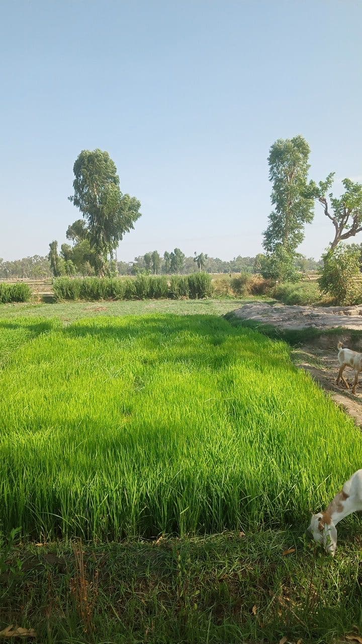 3 Days in Larkana